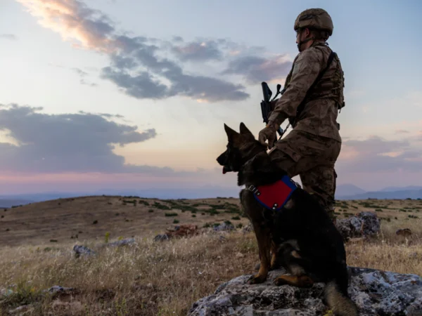 Qual è l'addestramento di base del cane militare?